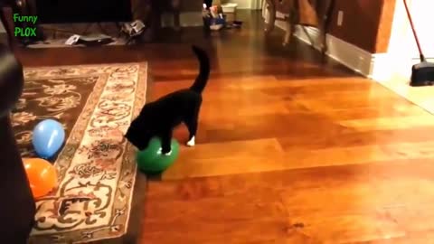 Do you know what happens when we put cats together with balloons? Watch the video and find out!