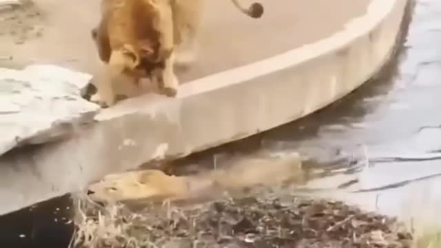 New animal Funny Video Two Lion Falls into water!