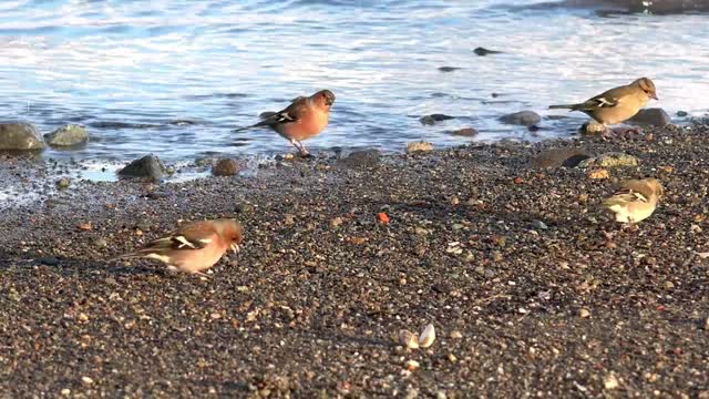 Birds eating in the lake shore - With great music