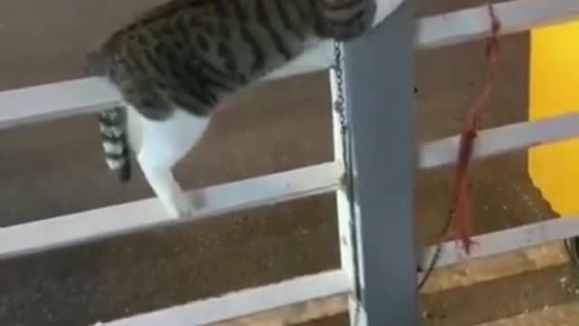 CUTE CAT CUTE ANIMAL "VIDEO Cat Training 2022 #short