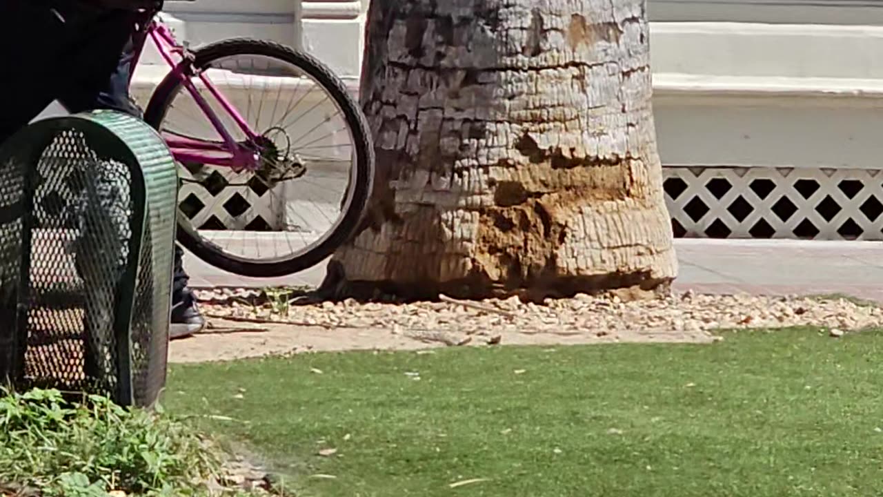 Bike Theft In Broad Daylight