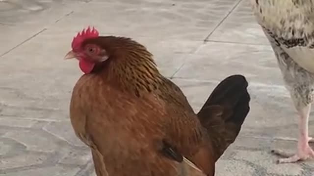 Chicken laying egg on the floor video