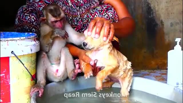 Monkey bathing for dog - Monkey Animals 015