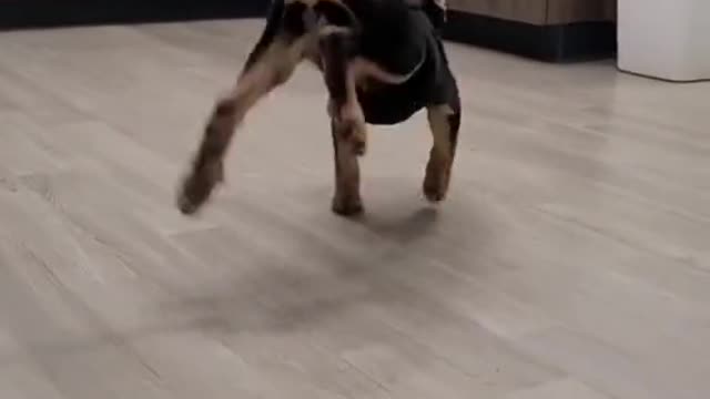 This is how the little dog Mickey dances