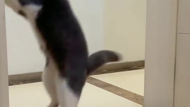 Your Lovely Cat 😻 Make you feel Happy