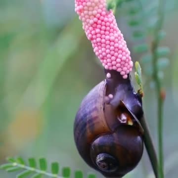 Butifull word lolovely