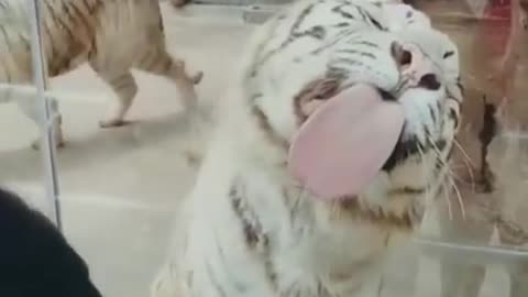 best funny animal video ever