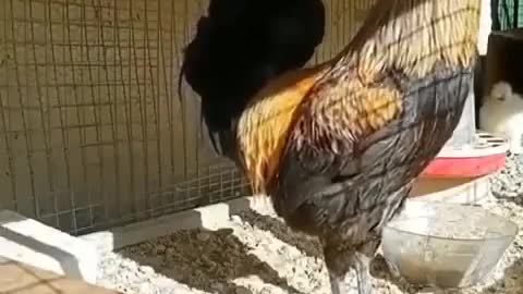 Funny video of Hen