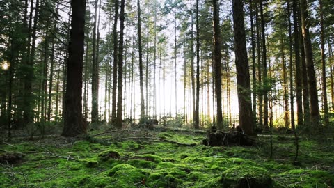 immersive journey through the hidden wonders of a lush forest floor