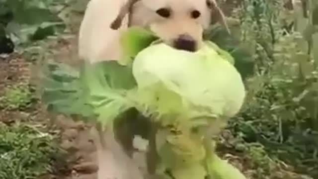 Pure vegetarian dog