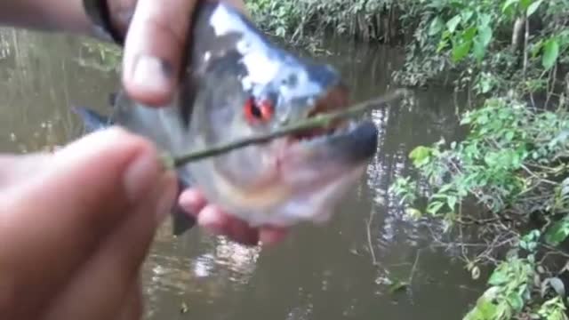 Brutal piranha bite