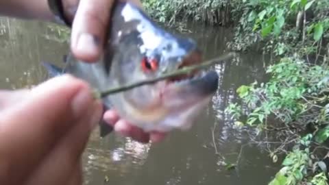 Brutal piranha bite