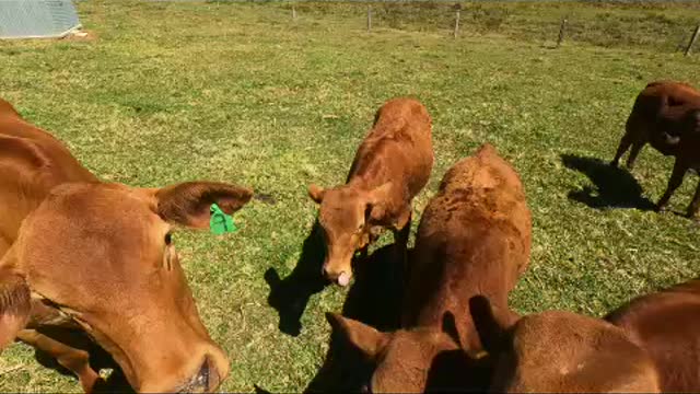 19 - Calf's and No 9 day before leaving property 15.9.21