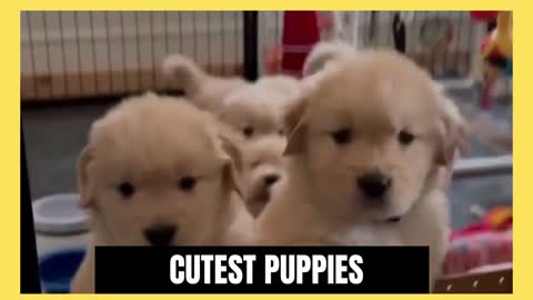 Cutest puppies