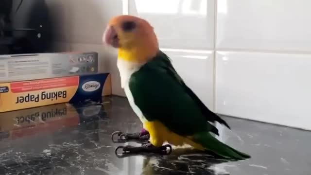 Amazing BIRD DANCING videos