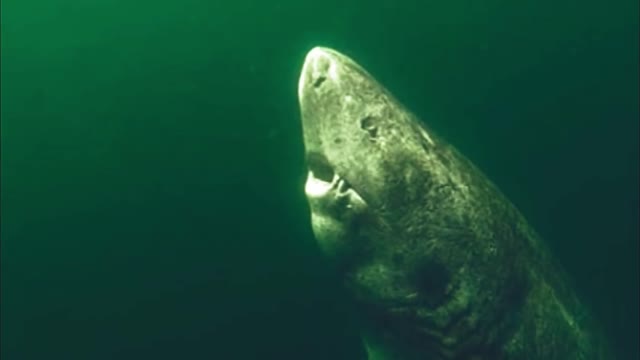 512-Year-Old Shark Was Discovered In The Wild! #FitnessMania