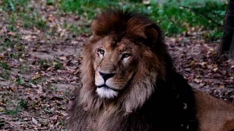 King lion ,the king of the forest.