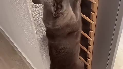 funny cats