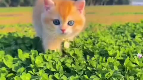 Cute cat, there must be something cute