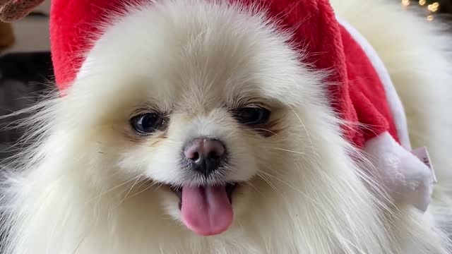 My beautiful dog wearing Christmas hat!