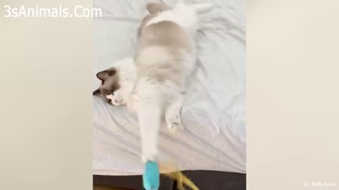 New Funny cat compilation videos