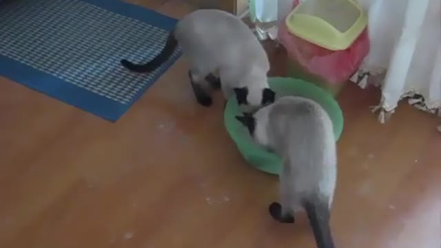 Teaching cats how to use the toilet.