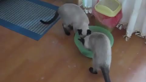 Teaching cats how to use the toilet.