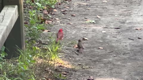 Cardinal male gently pushing juvenile towards independence
