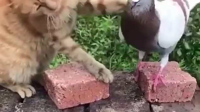 Animal love funny video