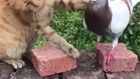 Animal love funny video