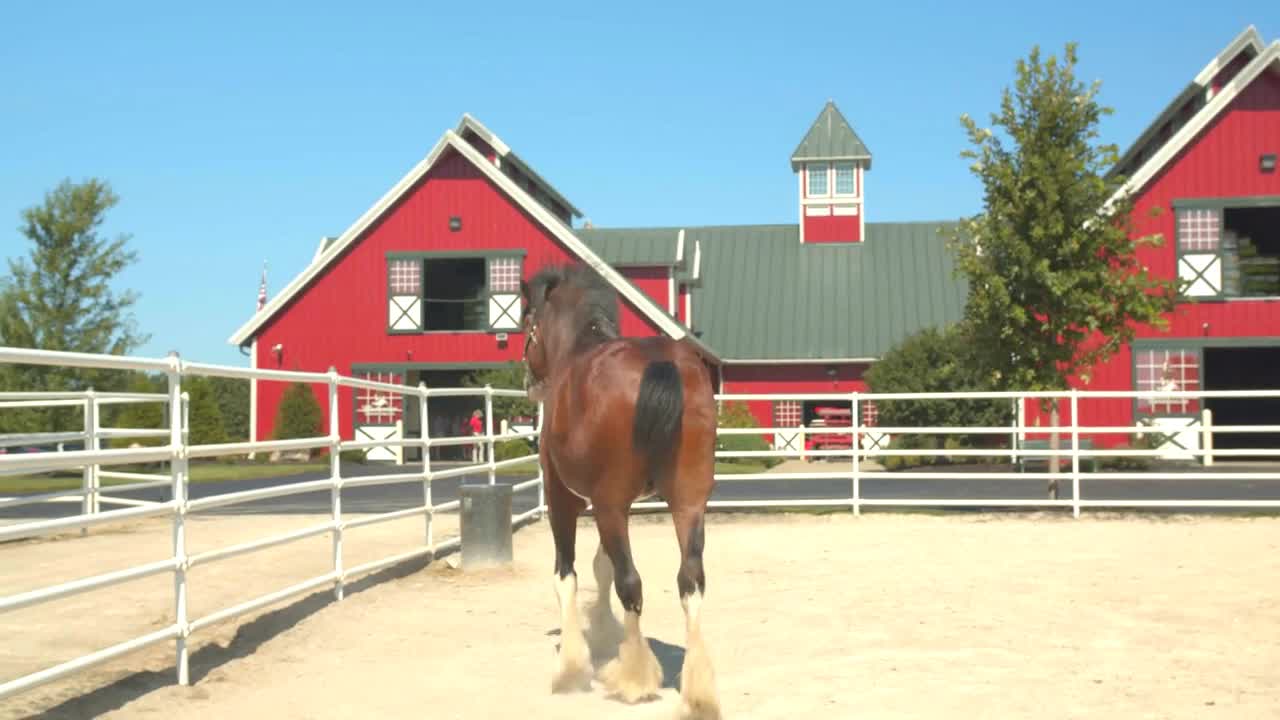 Clydesdale Horse Galloping Outside at Budwesier Warm Springs Ranch