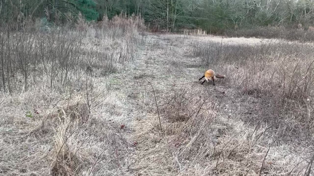 Red Fox Trapping