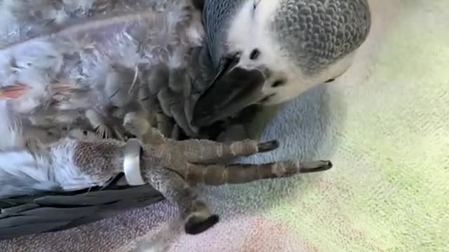 鹦鹉