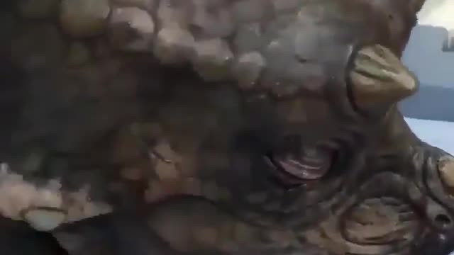 A strange animal worth watching