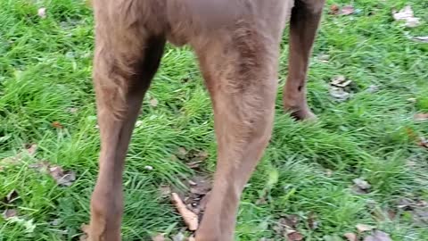 Chesapeake Bay Retriever has a happy tail