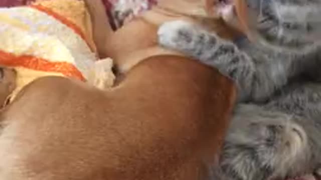 kitten lick doggy