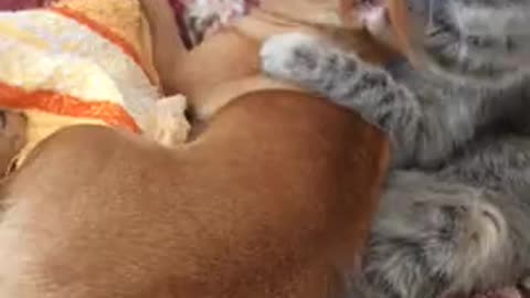 kitten lick doggy