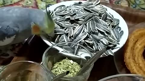 Lovely cocktail parrot eats