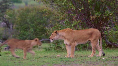 Cute Baby Tiger and Lion Videos- Lion King The Big Cats