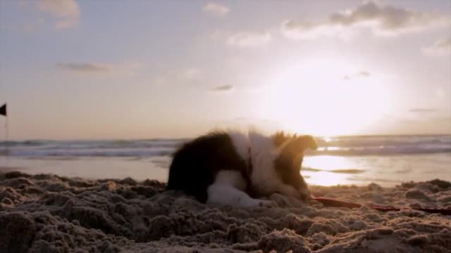 The dogs are cute and funny 2020