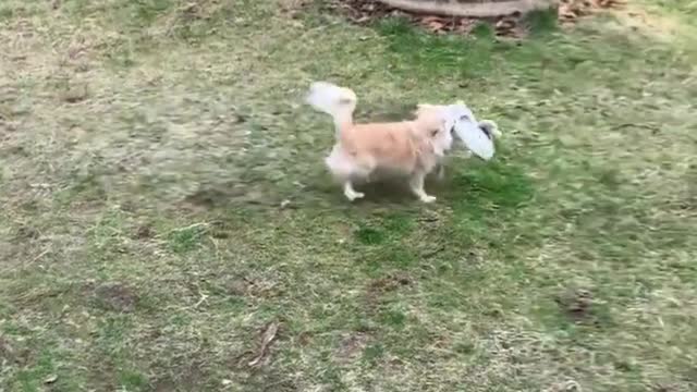 Cute and funny dog videos
