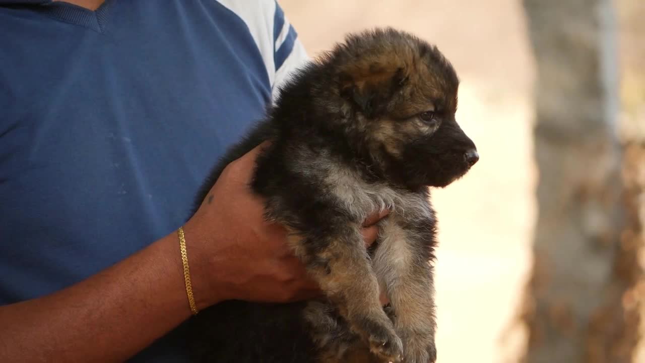 Close shot of man holding dog with both hands