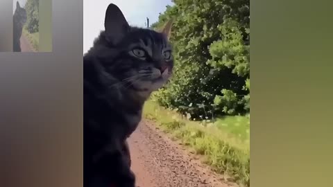 A cat with its head out of the window