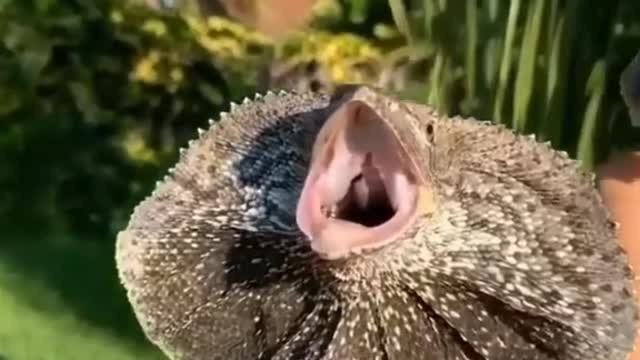 frilled lizard