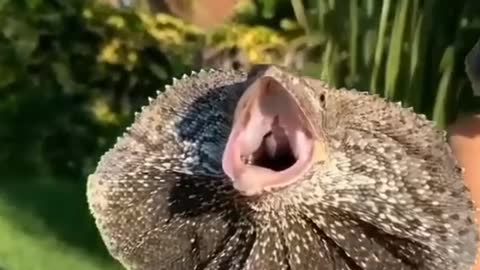 frilled lizard