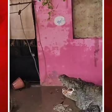ఇంటికొచ్చిన భారీ మొసలి #short #crocodile #gujarat #floods | FBTV NEWS