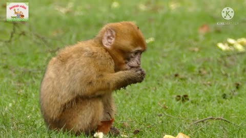 monkey animal| animals video