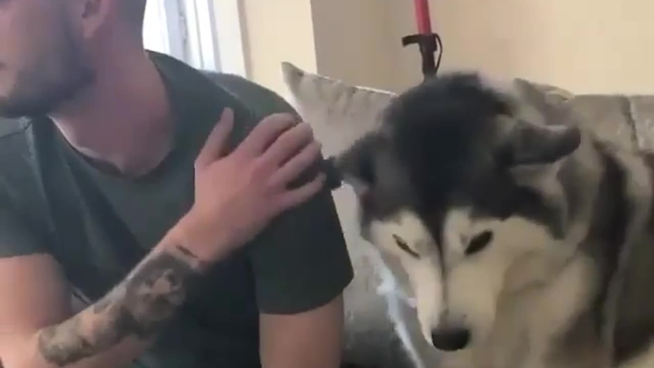 animals funny moments 😅 husky dogs very intelligent