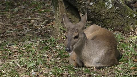 wild animal DEER MATEIRO BROWN Brazilian fauna sertaneja cerrado amazon