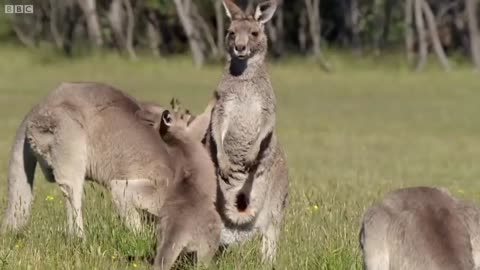 Best of Australian Animals | Top 5 | BBC Earth